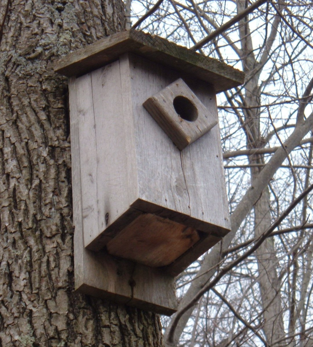 How to Build a Bluebird House: Nest Box Plans FeltMagnet