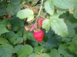 When to Prune Raspberries: Planting Raspberry Bushes