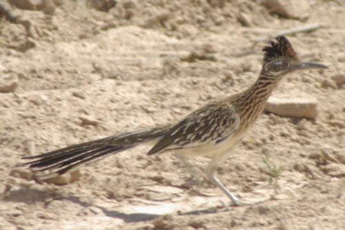 Greater Roadrunner