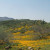 Peridot Mesa. Flowers bloom abundantly only when there are good winter rains, and you have to get there at the right time; they only last a couple of weeks. This view is on the road but looking away from the mesa. Peridot Mesa. Flowers bloom abundantly only when there are good winter rains, and you have to get there at the right time; they only last a couple of weeks. This view is on the road but looking away from the mesa.