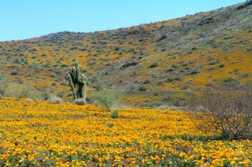 There are a few saguaros growing among the flowers.