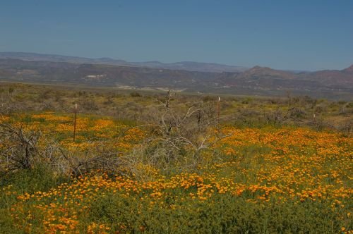 Between San Carlos and Peridot Mesa. These are California Poppies.