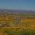 Between San Carlos and Peridot Mesa. These are California Poppies.