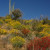 Saguaro top left, yellow Brittlebush, red Chuparosa. Spring flowers.
