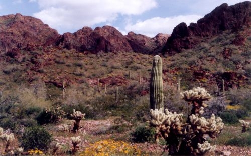 Cholla in the front, right, a short saguaro behind it.