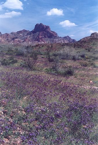 The purple flowers in the foreground are lupines.