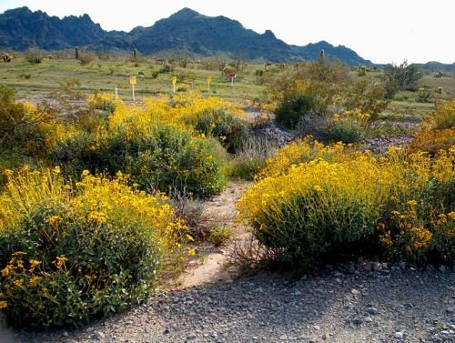 This is a view in Kofi National Wildlife Refuge, just north of Castle Rock. Notice the luxuriant brittlebush. The only place they were in bloom was along the gas pipeline!
