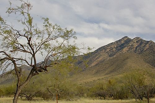 On the road between Tucson and Kitt Peak.
