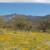 Poppy field north of Kitt Peak.