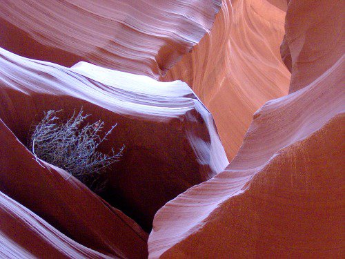 The only plant I know of that survives in the canyon. Lower Antelope Canyon.