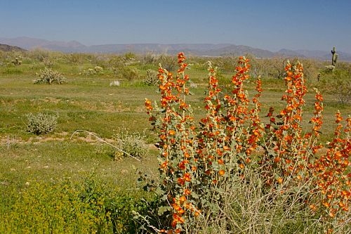 Along the route to Lake Pleasant before the turnoff. Those orange flowers on the right are Desert Mallow.