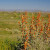 Along the route to Lake Pleasant before the turnoff. Those orange flowers on the right are Desert Mallow. Along the route to Lake Pleasant before the turnoff. Those orange flowers on the right are Desert Mallow.