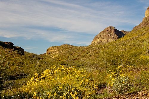 That's brittlebush in the foreground. This bush is so named because the branches snap off easily and cleanly.