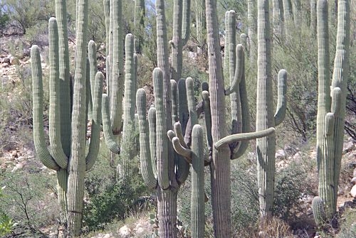 Catalina State Park, on the northwest face of the Catalinas, has thick stands of saguaros.