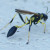Wasps are easily found near hummingbird feeders. Wasps are easily found near hummingbird feeders.
