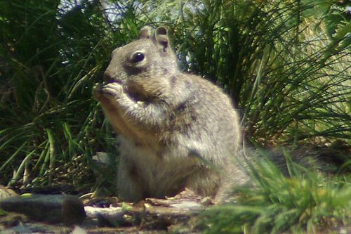Rock Squirrel on Incinerator Ridge.
