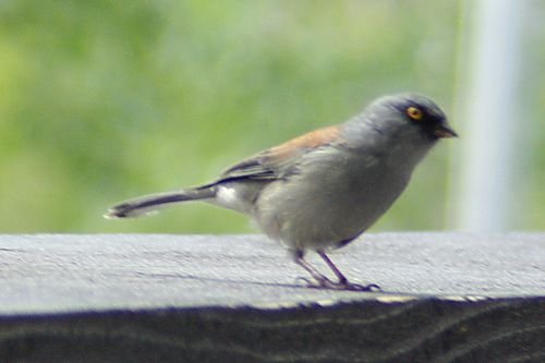 Yellow-eyed Junco. This was on the ledge at the Iron Door restaurant, by the ski slope. These juncos are very tame.