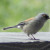 Yellow-eyed Junco. This was on the ledge at the Iron Door restaurant, by the ski slope. These juncos are very tame.