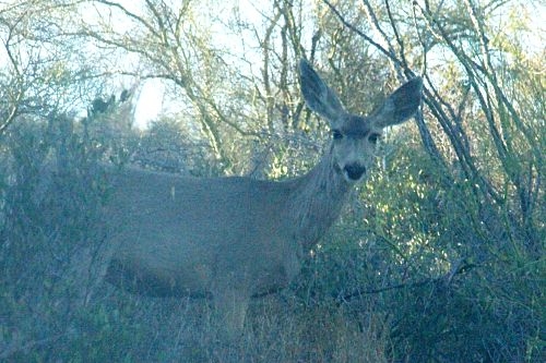 You can see wildlife when you least expect it. This is on my property. It is a Mule Deer.
