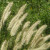Grasses. Grasses.
