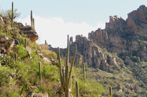 Rocks and saguaro cactus. Carnegiea gigantea.