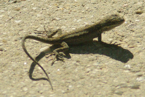 Ornate Tree Lizard. Urosaurus ornatus.