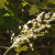 Side Oats Grama. Bouteloua curtipendula, I think. A native grass, which is foraged. Side Oats Grama. Bouteloua curtipendula, I think. A native grass, which is foraged.