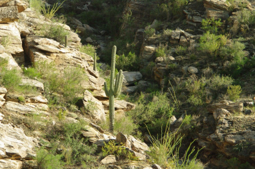 Beautiful rocks and trees with saguaro.