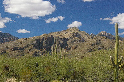 At the visitor's center: mountains, saguaros, trees, and clouds.