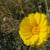 Desert Marigold. Baileya multiradiata. There was a huge patch at the end of the road. I didn't see any anyplace else.