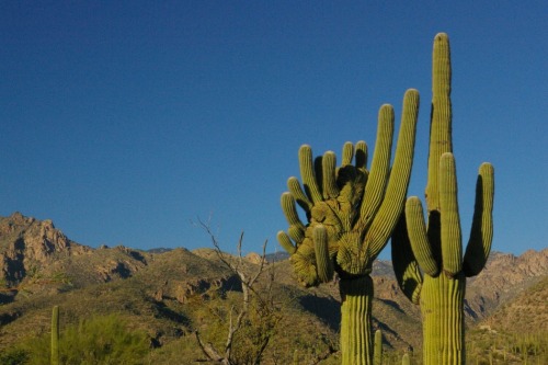 This was from my next trip: crestate saguaro. From a little trail near the visitor's center. Not enough room in the next gallery.