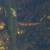 Large Gila Chub vertical in the photo. I think the orange horizontal is a Gila Chub, too. Large Gila Chub vertical in the photo. I think the orange horizontal is a Gila Chub, too.