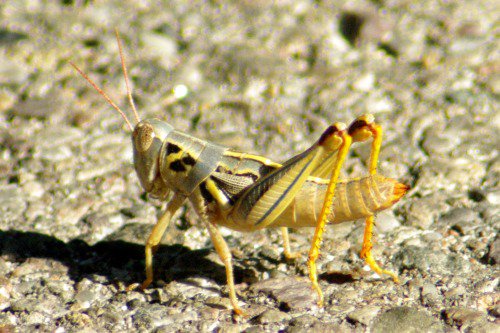 Young grasshopper in the road. Haven't figured out what kind.
