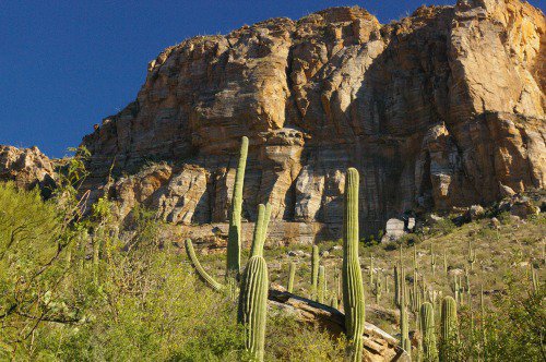 Saguaros and rocks.