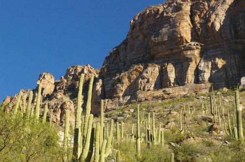 More saguaros and rocks.