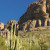More saguaros and rocks. More saguaros and rocks.