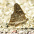 Butterfly. Not sure what kind. Pretty on the top side, but she didn't cooperate for a picture. Butterfly. Not sure what kind. Pretty on the top side, but she didn't cooperate for a picture.
