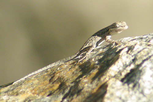 Ornate Tree Lizard. A different one.