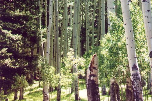 After you start to drive the loop around the meadow, you find yourself among the aspens.