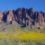 Brittlebush in the Superstition Mountains west of Phoenix.