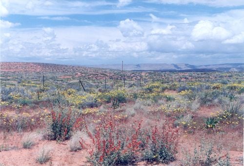 It was "spring" when I was there in August. Notice the bright orange-red Desert Mallow in the foreground.