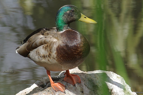 Mallards are common. Ducks in the desert? Yep. There are lots of lakes, and ducks like lakes.
