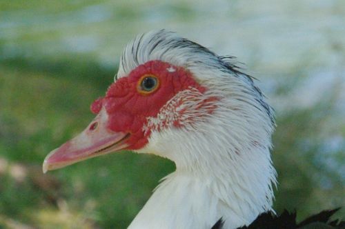 There are lots of domestically bred ducks turned feral, too. This is a Muscovy Duck.