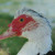 There are lots of domestically bred ducks turned feral, too. This is a Muscovy Duck.