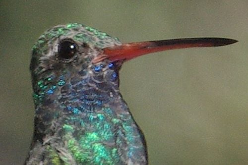 There are 16 species of hummingbirds that visit Arizona. This common hummer is a Broad-billed Hummingbird.
