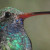 There are 16 species of hummingbirds that visit Arizona. This common hummer is a Broad-billed Hummingbird.