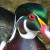 Some birds are very beautiful. This is a Wood Duck, making a comeback from near extinction.