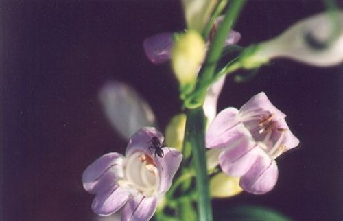 This is Palmer's Penstemon, Penstemon palmeri. This is the first time I saw this species.