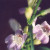This is Palmer's Penstemon, Penstemon palmeri. This is the first time I saw this species. This is Palmer's Penstemon, Penstemon palmeri. This is the first time I saw this species.