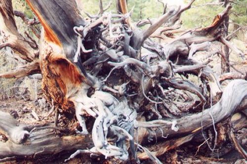 This is part of a twisted, dead tree.